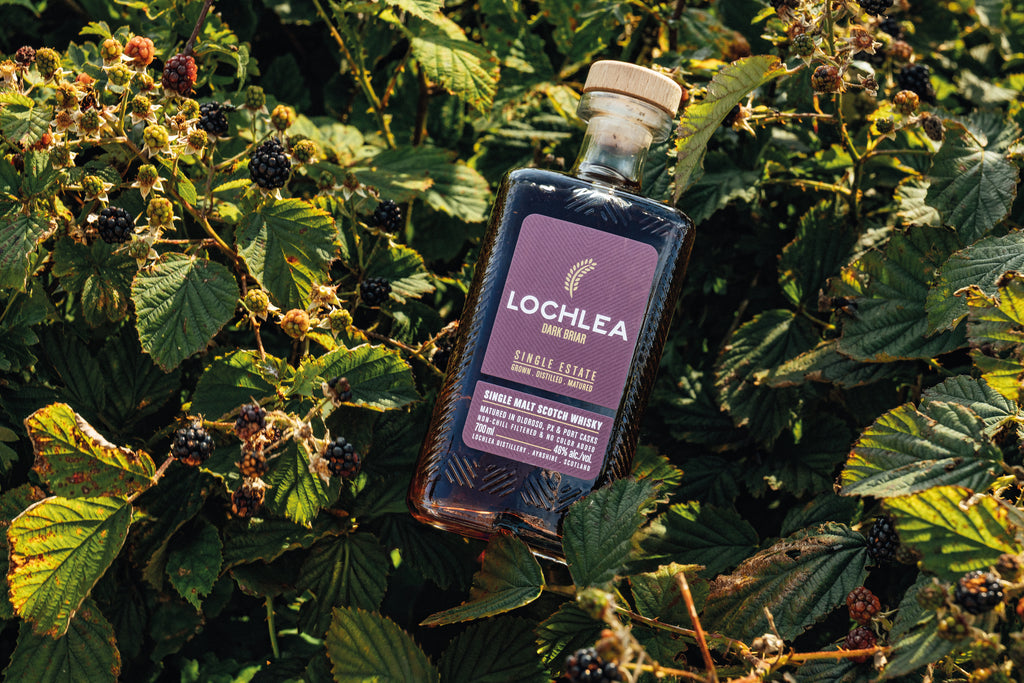 Lochlea Dark Briar